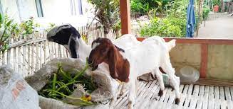 Download anak kambing for firefox. Photography Anak Kambing Etawa Super Steemit