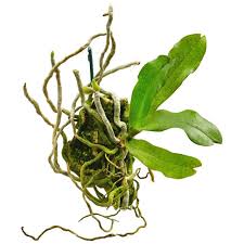 Image result for Aerangis splendida