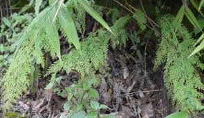 Image result for Odontosoria africana