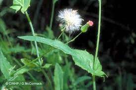 Kerala Flora Muyal Cheviyan Emilia Sonchifolia Lilac Tassel Flower Flora Lilac Beautiful Blooms