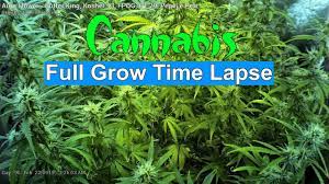 We take a look at how blue gas cannabis plants grow throughout the flower stage shown in time lapse, also cover harvesting, drying, trimming and curing the. Auto Flower Full Grow Cannabis Time Lapse Youtube