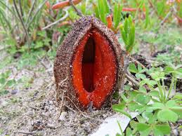 Image result for Hydnora