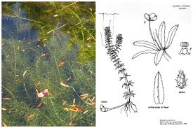 Image result for Hydrilla