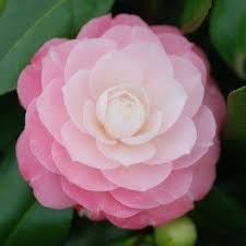 Epingle Sur Camellia