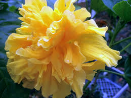 We did not find results for: Delite Double Yellow Flower Tropical Hibiscus Live Plant Landscape Type Starter Size 4 Inch Pot Emeralds Tm Emerald Goddess Gardens