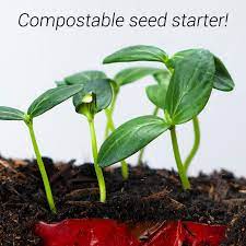 These Replanting Hacks Will Make You Grow Crazy Video Plant Hacks Plants Veggie Garden