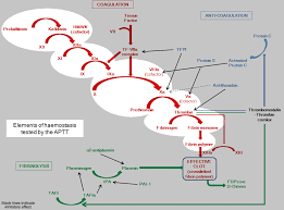 Blood Clotting Chart My Miracle 3 Coagulation Cascade