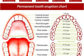 Primary And Permanent Teeth Eruption Chart Visual Ly