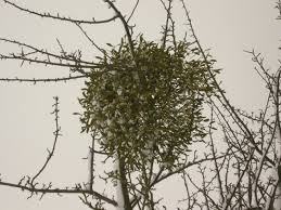 Image result for Viscum cylindricum