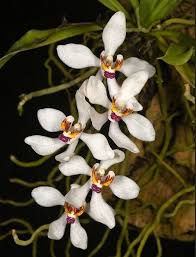 Image result for Bulbophyllum scaberulum