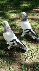 Yuksel Akbas Adli Kullanicinin Guvercin Pidgeon Panosundaki Pin Guzel Kuslar Hayvanlar Hayvan