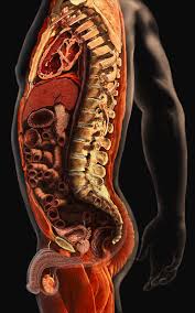 Jul 27, 2021 · pyramidalis is a variable muscle of the abdominal wall, being absent in about 20% of the population. Male Anatomy Photograph By Anatomical Travelogue