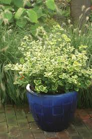We did not find results for: Images For Gold Splash Wintercreeper Euonymus Fortunei Proven Winners