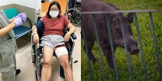 Users rated the wife says hubby is a pig videos as very hot with a 73.95% rating, porno video uploaded to main category: Woman Attacked By Wild Boar While Exercising In Sungei Api Api Park Singapore News Top Stories The Straits Times