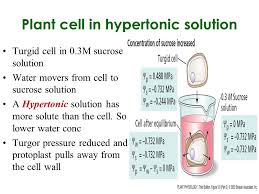 And in fact, when the water leaves, it's going to shrink. Cells In Isotonic Hypotonic And Hypertonic Solutions Ppt Video Online Download