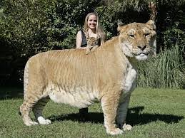 Es una especie ya extinguida , fue uno de los grandes triunfos evolutivos de los mamiferos depredadores. Un Hibrido Entre Una Tigresa Y Un Leon Es El Felino Mas Grande Del Planeta Se Puede Comparar Con Un Tigre Dientes De Sable Videos Diarionoticiasweb Com