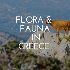 Discover The Flora Fauna In Greece Fauna Greece Nature Conservation