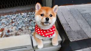 It is really nice and kind of easy. Teacup Size Mini Shiba Inu Miso Is A Beautiful Puppy Youtube