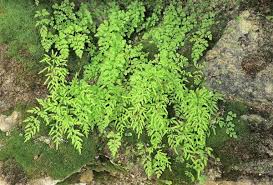 Image result for Sinopteridaceae