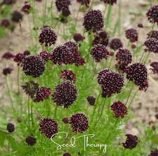 Image result for Scabiosa