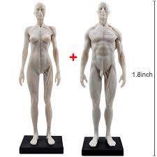 This model is ready for 3d medical animation/presentation. Amazon Com 30cm Human Anatomical A30cm Male Female Human Anatomical Anatomy Skull Head Body Muscle Bone Resin Model Figure Ecorche And Skin Model Lab Suppliesanatomy Skull Head Body Muscle Bone Resin Model Industrial