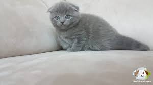 Satilik Scottish Fold Panosundaki Pin