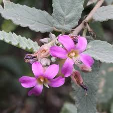 Image result for Melochia melissifolia