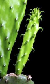 Cacti can be propagated in several ways. Suppression Des Offsets De Cactus Comment Faire Pour Supprimer Les Chiots Cactus Sur Les Plantes Fr Haenselblatt Com