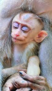 LuLu Waited... but Daddy Didn't Come Yet ➡️ click for video:  https://monkeydam.com/6668