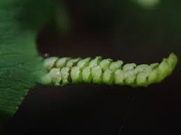 Image result for Lygodium microphyllum