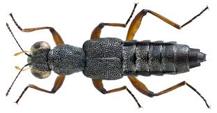 Image result for Nicolasia stenoptera