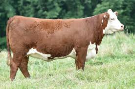 RIVER VALLEY POLLED HEREFORDS GENETIC DESIGNS XX SALE by Todays Publishing  Inc. - Issuu