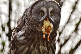 Maybe you would like to learn more about one of these? Makanan Burung Hantu Lengkap Untuk Semua Jenis Hobinatang