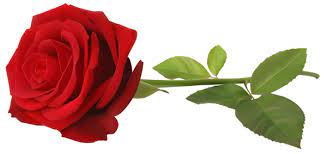 Red Rose With Stem Transparent Png Clip Art Image Red Rose Png Red Roses Rose