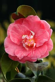 But please note that for flowers to bloom with such bursts of color, it requires regular feeding. 23 Beautiful Flowering Shrubs Best Flowering Bushes For Gardens