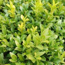 Check spelling or type a new query. Evergreen Hedges Hedging Hedges Direct Uk