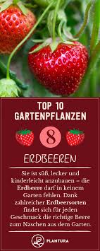 Gartenpflanzen Die 10 Schonsten Pflanzen Fur Den Garten Gartenpflanzen Pflanzen Garten