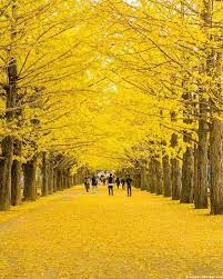イチョウ真っ盛りの昭和記念公園 死ぬまでに行きたい 世界の絶景 風景 美しい風景 美しい風景写真