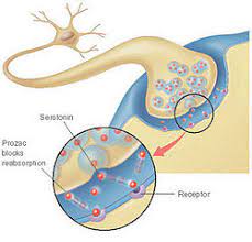 Structural Biochemistry Prozac Wikibooks Open Books For An Open World