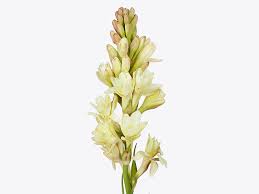 Image result for Polianthes tuberosa