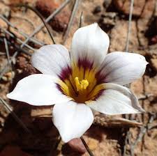 Image result for Romulea