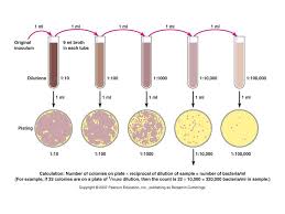 As far as i know, dilution factor = volume of sample/total volume and cfu = (#colony x dilution factor)/volume plated in ml. Pour Plate Method Procedure Uses Dis Advantages Microbe Online