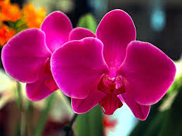 Resultado de imagen para flora del yasuni