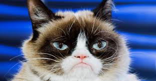 14 drole picture of a guilty cat. Grumpy Cat S Death Marks The End Of The Joyful Internet Wired