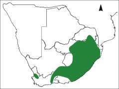 Image result for Cynoglossum hispidum