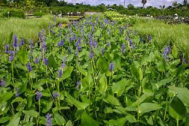 Image result for Pontederia