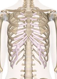 The trapezius is a broad, flat and triangular muscle. Bones Of The Chest And Upper Back