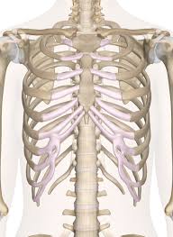 Check spelling or type a new query. Bones Of The Chest And Upper Back
