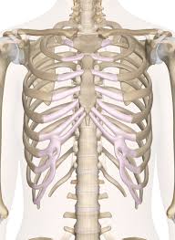 The region under the right rib cage falls within the right upper quadrant and maps to the gallbladder, liver, part of the small intestine called duodenum, part of the large intestines, part there are various reasons for pain under right rib cage. Bones Of The Chest And Upper Back