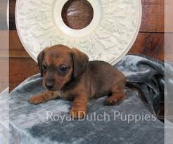 How much does a dachshund puppy cost? View Ad Dachshund Puppy For Sale Near Iowa Le Mars Usa Adn 234065